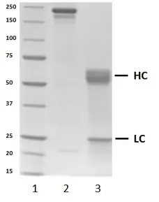 Recombinant Human IgA1 Lambda, clone AbD00264_hIgA1 gallery image 2