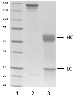 Recombinant Human IgA1 Lambda, clone AbD00264_hIgA1 gallery image 2
