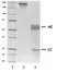 Recombinant Human IgA1 Lambda, clone AbD00264_hIgA1 thumbnail image 2