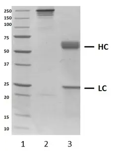 Recombinant Human IgA1 Kappa, clone AbD18705_hIgA1 gallery image 1