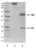 Recombinant Human IgA1 Kappa, clone AbD18705_hIgA1 thumbnail image 1