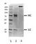 Recombinant Human IgE Lambda, clone AbD00264_hIgE thumbnail image 2