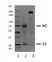 Recombinant Human IgE Kappa, clone AbD18705_hIgE thumbnail image 1