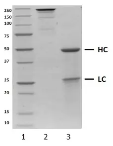 Recombinant Human IgG1 Lambda Allotype G1m3, clone AbD00264_hIgG1 gallery image 1