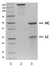 Recombinant Human IgG1 Lambda Allotype G1m3, clone AbD00264_hIgG1 thumbnail image 1