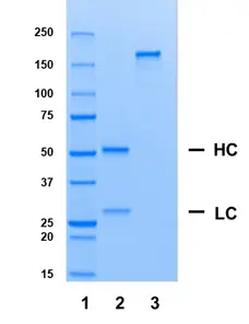 Recombinant Human IgG1 Lambda Allotype G1m17,1, clone AbD00264il gallery image 1