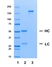 Recombinant Human IgG1 Lambda Allotype G1m17,1, clone AbD00264il thumbnail image 1