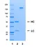 Recombinant Human IgG1 Lambda Allotype G1m17,1, clone AbD00264il thumbnail image 1