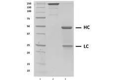 Recombinant Human IgG1 Kappa Allotype G1m3, clone AbD18705_hIgG1 gallery image 1