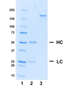 Recombinant Human IgG1 Kappa Allotype G1m17,1, clone AbD18705il gallery image 1