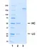 Recombinant Human IgG1 Kappa Allotype G1m17,1, clone AbD18705il thumbnail image 1
