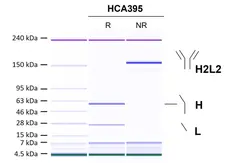 Recombinant Human IgG1 Lala Kappa Allotype G1m3, clone AbD18705iq gallery image 1