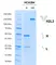 Recombinant Human IgG1 N297Q Kappa Allotype G1m3, clone AbD18705it thumbnail image 2