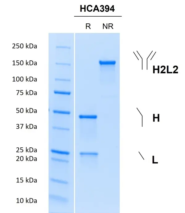 Recombinant Human IgG1 N297Q Kappa Allotype G1m3, clone AbD18705it gallery image 2