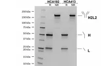 Recombinant Human IgG1 YTE Kappa Allotype G1m3, clone AbD18705iu gallery image 1