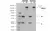 Recombinant Human IgG1 YTE Kappa Allotype G1m3, clone AbD18705iu thumbnail image 1