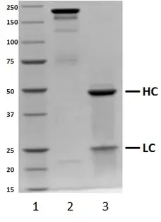 Recombinant Human IgG2 Lambda, clone AbD00264_hIgG2 gallery image 1