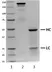 Recombinant Human IgG2 Lambda, clone AbD00264_hIgG2 thumbnail image 1