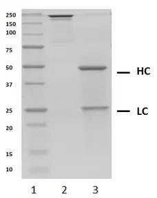 Recombinant Human IgG2 Kappa, clone AbD18705_hIgG2 gallery image 2