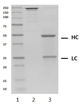 Recombinant Human IgG2 Kappa, clone AbD18705_hIgG2 gallery image 2