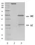 Recombinant Human IgG2 Kappa, clone AbD18705_hIgG2 thumbnail image 2