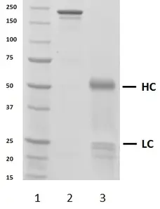 Recombinant Human IgG3 Lambda, clone AbD00264_hIgG3 gallery image 2