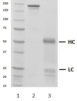 Recombinant Human IgG3 Lambda, clone AbD00264_hIgG3 gallery image 2