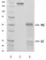 Recombinant Human IgG3 Lambda, clone AbD00264_hIgG3 thumbnail image 2
