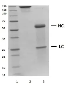Recombinant Human IgG3 Kappa, clone AbD18705_hIgG3 gallery image 2