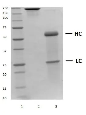 Recombinant Human IgG3 Kappa, clone AbD18705_hIgG3 gallery image 2