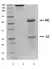 Recombinant Human IgG3 Kappa, clone AbD18705_hIgG3 thumbnail image 2