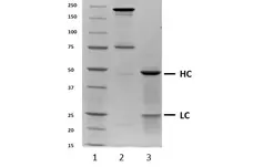 Recombinant Human IgG4 Lambda, clone AbD00264_hIgG4 gallery image 1