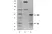 Recombinant Human IgG4 Lambda, clone AbD00264_hIgG4 thumbnail image 1