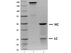 Recombinant Human IgG4 Lambda (Mutant), clone AbD00264_hIgG4_Pro gallery image 1