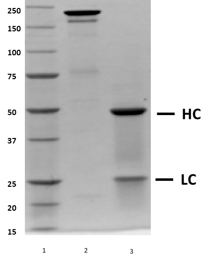 Recombinant Human IgG4 Lambda (Mutant), clone AbD00264_hIgG4_Pro gallery image 1