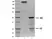 Recombinant Human IgG4 Lambda (Mutant), clone AbD00264_hIgG4_Pro thumbnail image 1