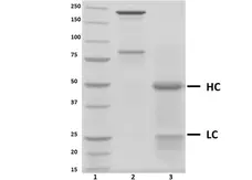 Recombinant Human IgG4 Kappa, clone AbD18705_hIgG4 gallery image 2