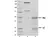 Recombinant Human IgG4 Kappa, clone AbD18705_hIgG4 thumbnail image 2