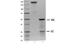 Recombinant Human IgG4 Kappa (Mutant), clone AbD18705_hIgG4_Pro gallery image 1