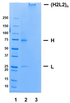 Recombinant Human IgM Kappa, clone AbD18705_hIgM gallery image 1