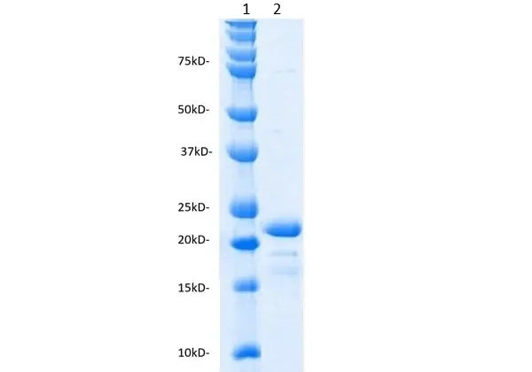 Recombinant Human Interleukin-11 gallery image 2