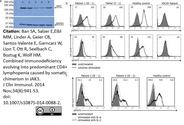 Recombinant Human Interleukin-2 gallery image 2
