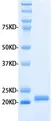 Recombinant Human MMP-3 thumbnail image 1
