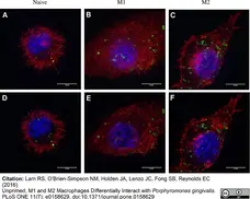 Recombinant Mouse Interferon Gamma gallery image 1