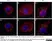 Recombinant Mouse Interferon Gamma thumbnail image 1