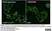 Purified Mouse Nerve Growth Factor 2.5S thumbnail image 2