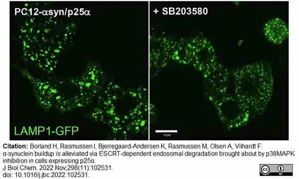 Purified Mouse Nerve Growth Factor 2.5S gallery image 2