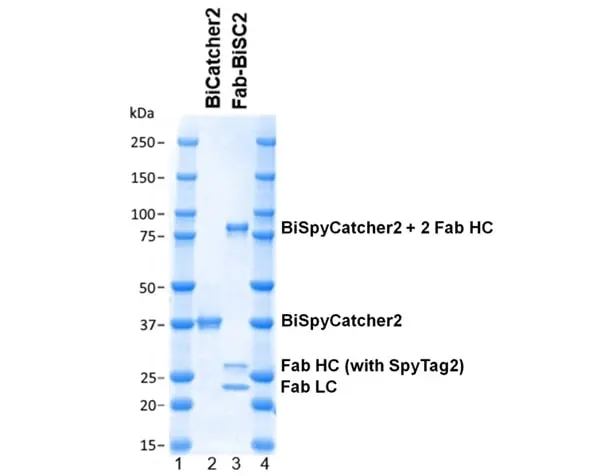 BiSpyCatcher2 gallery image 2