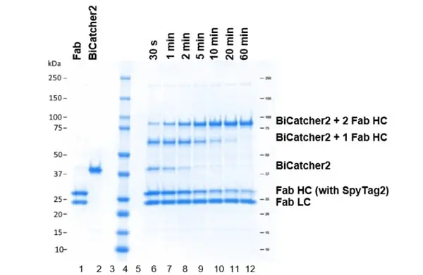 BiSpyCatcher2 gallery image 3