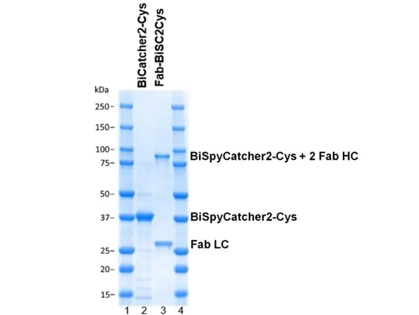 BiSpyCatcher2 gallery image 4